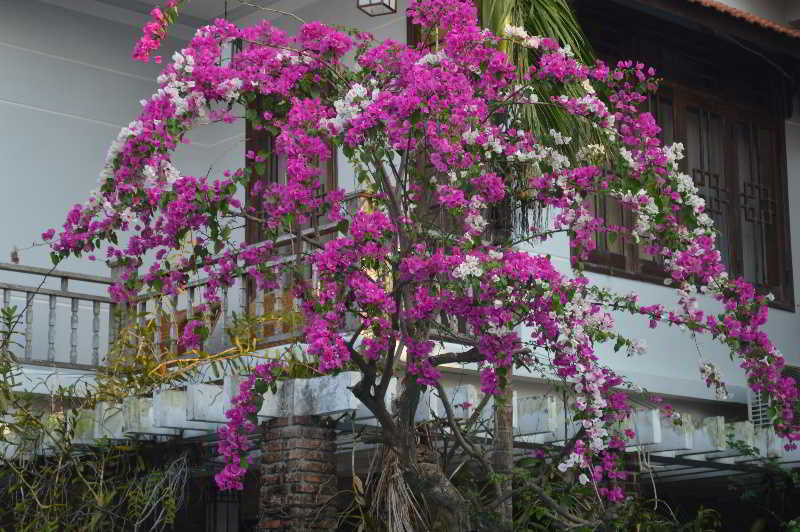 The Hoi An Orchid Garden Villas Εξωτερικό φωτογραφία